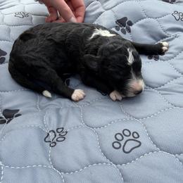 Girl 2 - female Aussiedoodle puppy in Eolia, Missouri from Barefoot Kennel