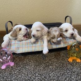 Cockapoo Puppies from Country J Canines