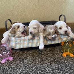Cockapoo Puppies from Country J Canines