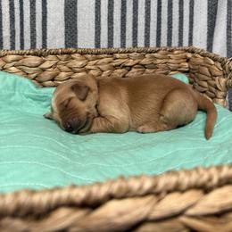 Genesis - Dark golden female Golden Retriever puppy in Sandy, Oregon from Treasured K-9s