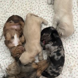 Dachshund Puppies from Twinkle Dachs