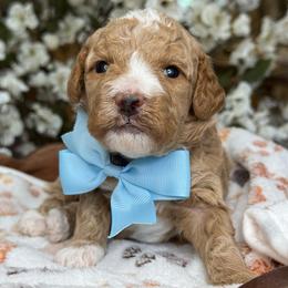 Ziggy - Apricot male Goldendoodle puppy in Yuciapa, California from AlltheDoodlez_