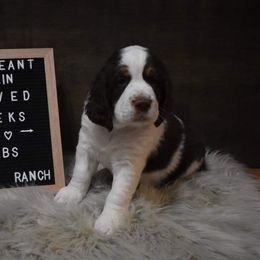 English Springer Spaniel Puppies from Riled Up Ranch Springer Spaniel Puppies