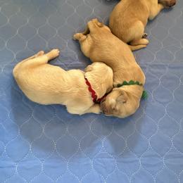 Golden Retriever Puppies from Gail’s Goldens