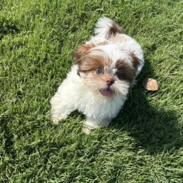 Shih Tzu puppies from Imperial Paws by K&M