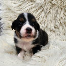 Clara - Black tri-color female Australian Shepherd puppy in Trail, Oregon from Stapp's Australian Shepherds
