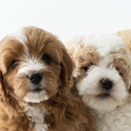 Goldendoodle Puppies from Legend Pups