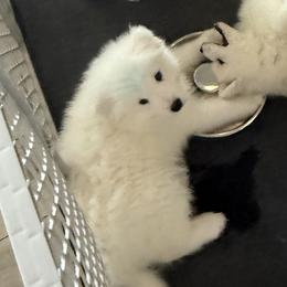Blue Boy - White male Samoyed puppy in Riverton, Utah from Sandy Decker