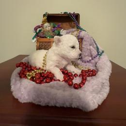 Green - White Bichon Frise puppy in Rome, Georgia from Southern Sands Bichons