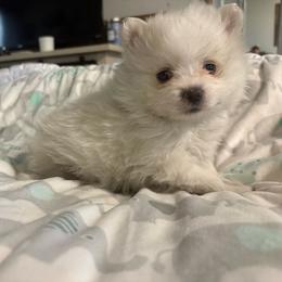 Fluttershy - White female Pomeranian puppy in Rhode Island from Heartfelt Kennels