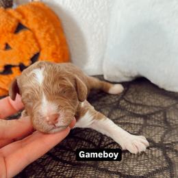 Gameboy - Red  male Goldendoodle puppy in Mesa, Arizona from Pedersendoodles