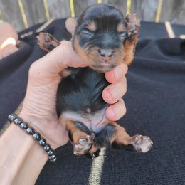 Miss. Purple - Black and tan female Yorkshire Terrier puppy in Woodway, Texas from The Yorkie Empire