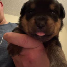 White girl - Black and mahogany female Rottweiler puppy in Colorado Springs, Colorado from Von Locher Rotties