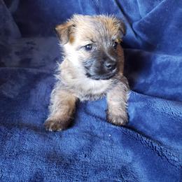 Wheaten 2 - Wheaten brindle female Cairn Terrier puppy in Centerville, Texas from Cedar Forrest Terriers LLC (Cairns & Australian Terriers)