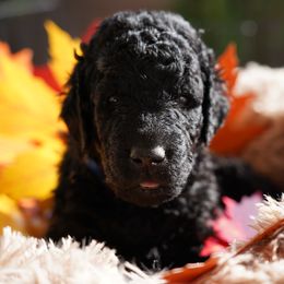 Curly-Coated Retriever Puppies from CHAPARRAL CURLY RETRIEVERS