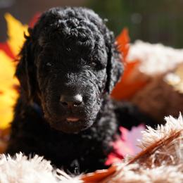 Curly-Coated Retriever Puppies from CHAPARRAL CURLY RETRIEVERS