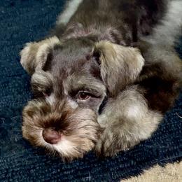 Starfire - Miniature Schnauzer