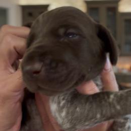 Sturgeon Moon - Liver and white male German Shorthaired Pointer puppy in San Antonio, Texas from Alvarado Farm Kennels, LLC