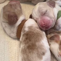 Brown collar - Red and white male Basset Hound puppy in Callao, Virginia from Walk The Line Basset Hounds