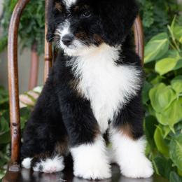 Mariposa - Tri-color female Bernedoodle puppy in Grove, Oklahoma from Grand Lake Poodles & Doodles