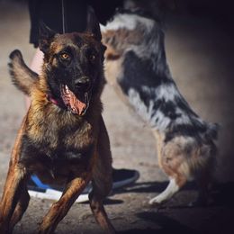 Belgian Malinois All Grown Up from Northern Sky K9