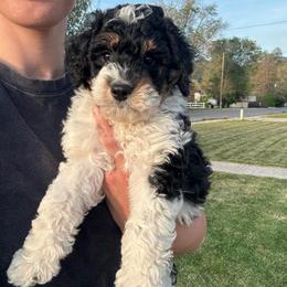 Elara - Tri-color female Bernedoodle puppy in Salem, Utah from Doodle Doodle Dogs