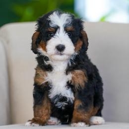 Graham - Tri-color male Bernedoodle puppy in Dundee, Ohio from Down Home Doodle