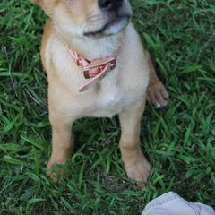 Carolina Dog Puppies from Williams Sweet Carolina