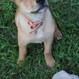 Carolina Dog Puppies from Williams Sweet Carolina