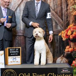 Lagotti Romagnoli from True Blue Kennel