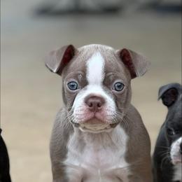Boston Terriers from Blue House Bostons