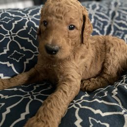 Poodle Puppies from Aschenputtel Poodles