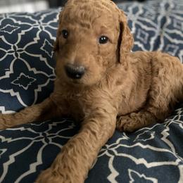 Poodle Puppies from Aschenputtel Poodles