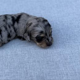 Boy 2 - Dapple male Dachshund puppy in Martinsville, Virginia from Rea's Doxies