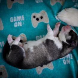 Siberian Husky Puppies from Ivie Huskies