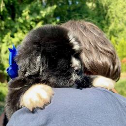 Newfoundland Puppies from Black Lions Newfoundlands