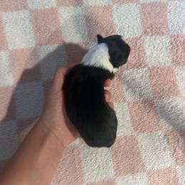 Poise - Black tri-color female Australian Shepherd puppy in Mcmillan, Michigan from Hall-N-Auss Australian shepherds