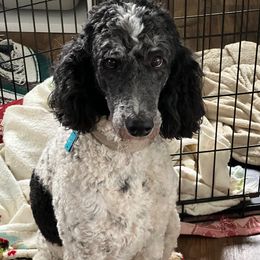 Maggie - Poodle