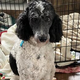 Maggie - Poodle