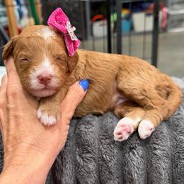 Poppi - Red  female Goldendoodle puppy in Macon County, North Carolina from Mountain Doodles