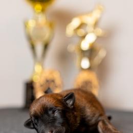 Belgian Malinois Puppies from Nebraska K9