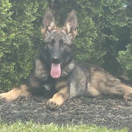 This is Julz - Sable German Shepherd puppy in Elberton, Georgia from Zeder Bach German Shepherds