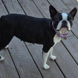 Boston Terrier puppies from Diamonds In The Ruff Boston Terriers