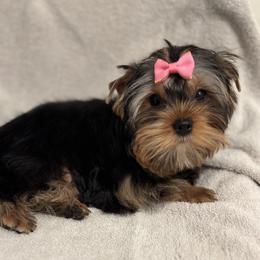Lola - Blue and gold female Yorkshire Terrier puppy in Portland, Oregon from Bohemian Beauty Yorkshire Terrier