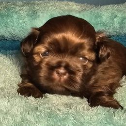 Shih Tzu Puppies from Guillot Shih Tzu