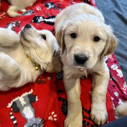 Golden Retriever Puppies from Renko Kennel