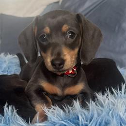 FULL AKC - Nova De Blue - Blue and tan female Dachshund puppy in Bakersfield, California from De Blue Dachshunds