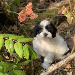 Cavapoo and Cockapoo Puppies from Heavenly puppies to love