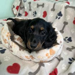 Gold - Black and tan male Dachshund puppy in Cumby, Texas from Dog Daze Ranch