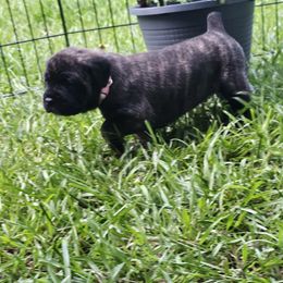 Light Pink Collar Girl 2 - Black brindle female Cane Corso puppy in Cottonport, Louisiana from Sweet Cane Corsos